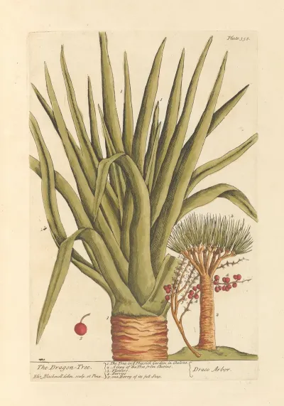The Dragon Tree