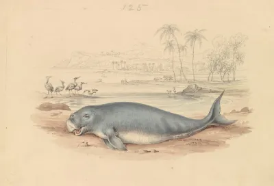 The Dugong