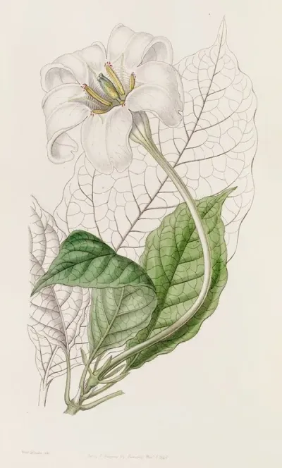 The Duke Of Devonshires Gardenia