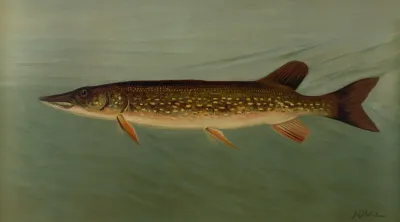 The Eastern Or Banded Pickerel Lucius Reticulatus