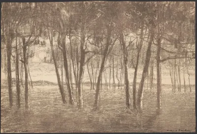 The Edge Of The Forest 2