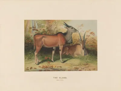 The Eland 2