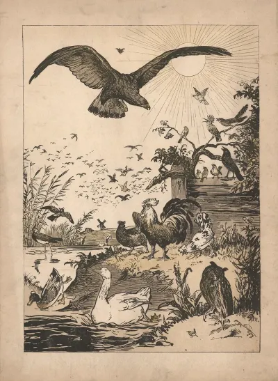 The Election Of The King Of Birds