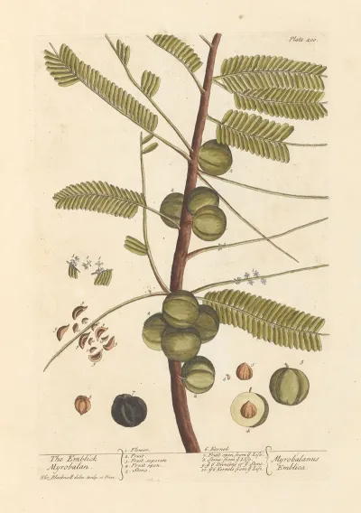 The Emblick Myrobalan