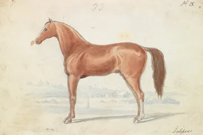 The English Race Horse
