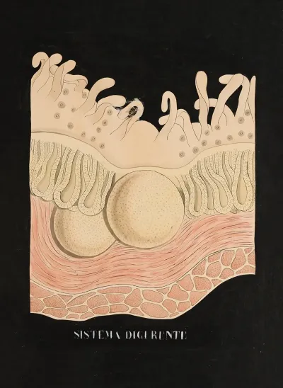The Epithelium Of The Small Intestine