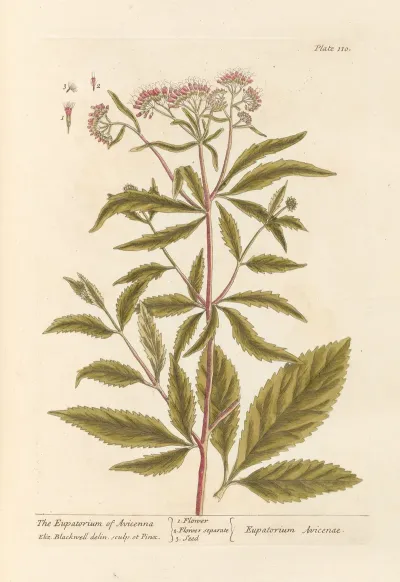The Eupatorium Of Avicenna