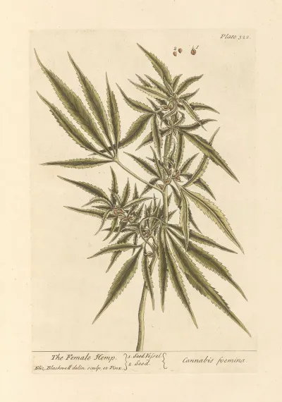 The Female Hemp