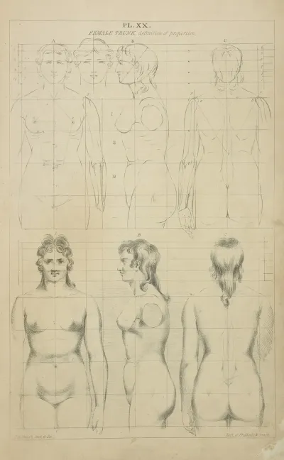 The Female Trunk Definition Of Proportion