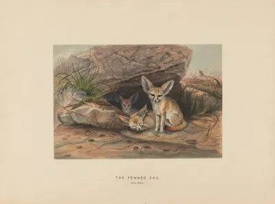 The Fennec Fox 2