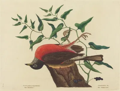 The Fieldfare Of Carolina Turdus Migratorius