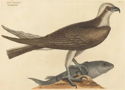 The Fishing Hawk Falco Haliaetus