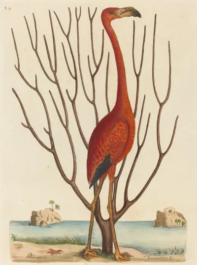 The Flamingo Phoenicopterus Ruber