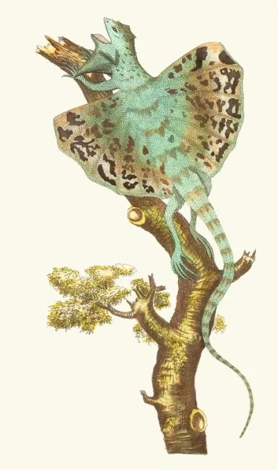 The Flying Dragon