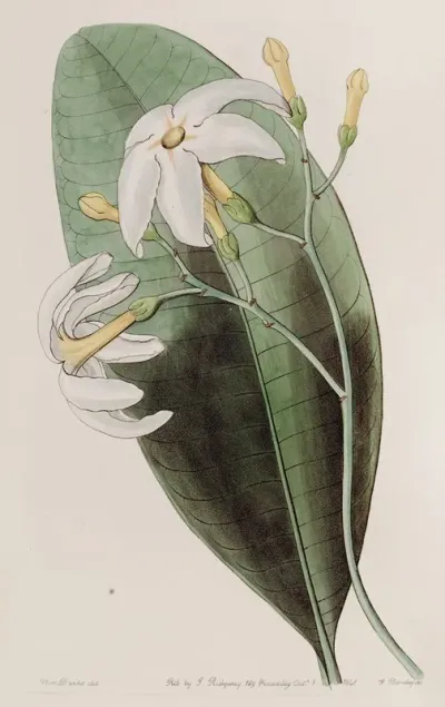 The Forked Tabernaemontana