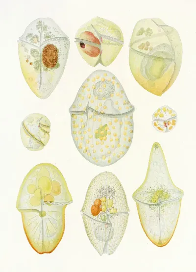 The Free Living Unarmored Dinoflagellata Pl 3