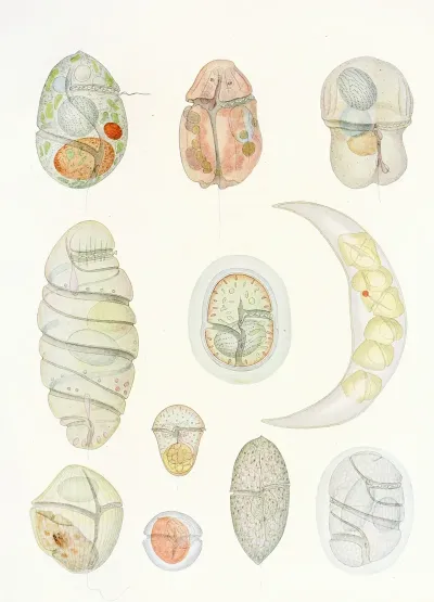 The Free Living Unarmored Dinoflagellata Pl 5