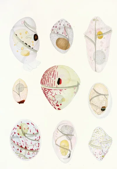 The Free Living Unarmored Dinoflagellata Pl 6