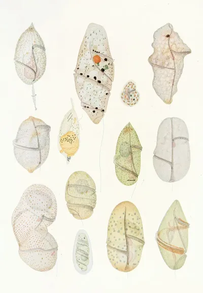 The Free Living Unarmored Dinoflagellata Pl 7
