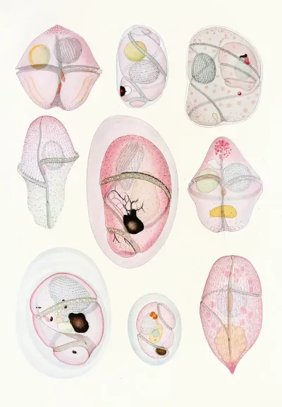 The Free Living Unarmored Dinoflagellata Pl 8