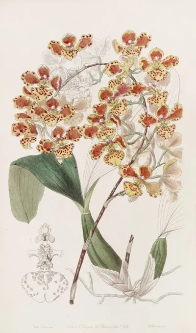 The Frilled Oncid