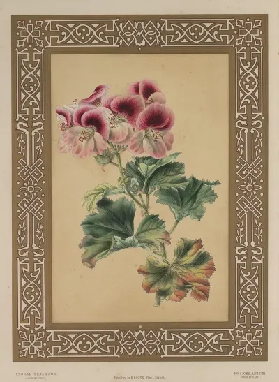 The Geranium