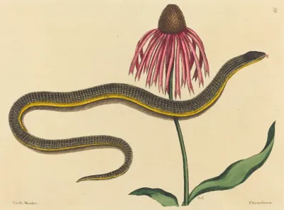 The Glass Snake Anguis Ventralis