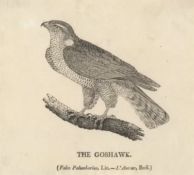 The Goshawk
