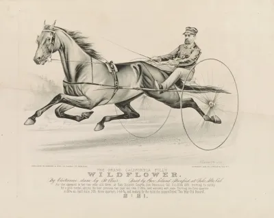 The Grand California Filly Wildflower By Electioneer Dam By St Clair Bred By Gov Leland Stanford At Palo Alto Cal