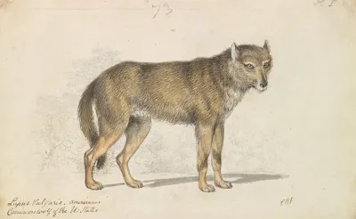 The Gray Wolf