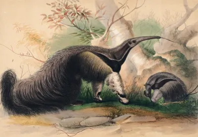 The Great Anteater
