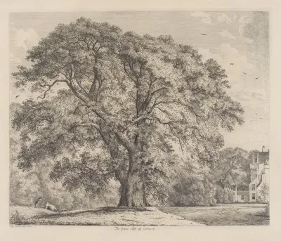 The Great Ash At Carnock