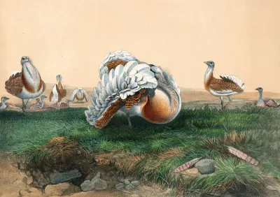 The Great Bustard