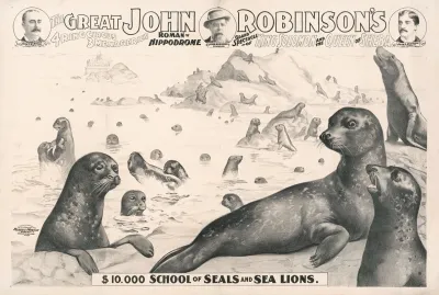 The Great John Robinsons 4 Ring Circus 10000 School Of Seals And Sea Lions