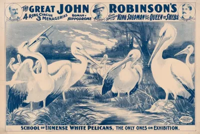 The Great John Robinsons 4 Ring Circus School Of Immense White Pelicans The Only Ones On Exhibition
