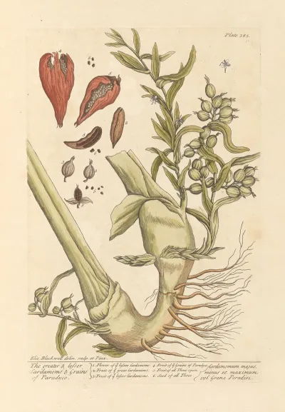 The Greater Lesser Cardamoms Grains Of Paradyce