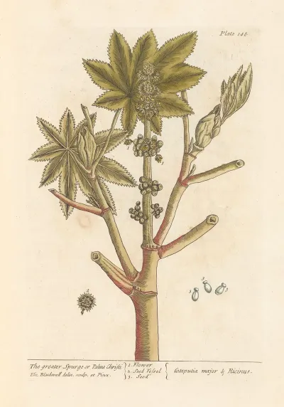 The Greater Spurge Or Palma Christi