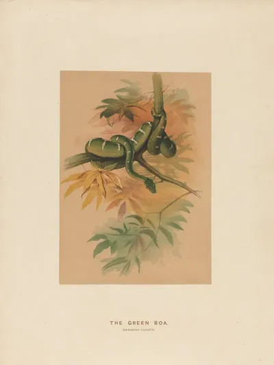 The Green Boa 2