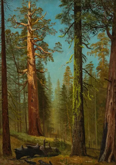 The Grizzly Giant Sequoia Mariposa Grove California