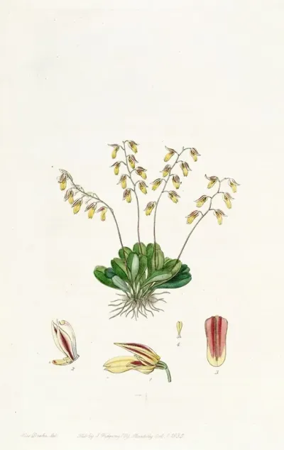 The Groby Pleurothallis