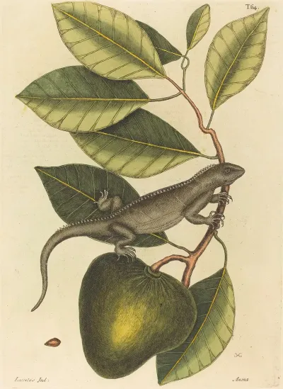 The Guana Lacerta Iguana