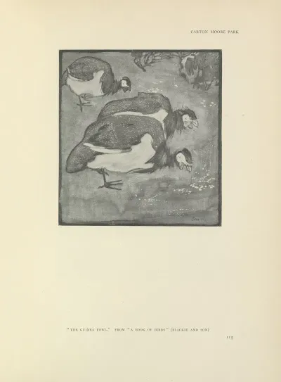 The Guinea Fowl A Book Of Birds