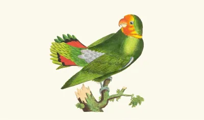 The Guinea Parrakeet