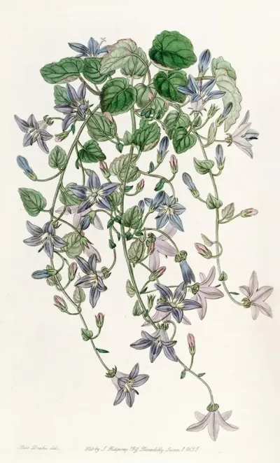 The Harebell Of St Angelo