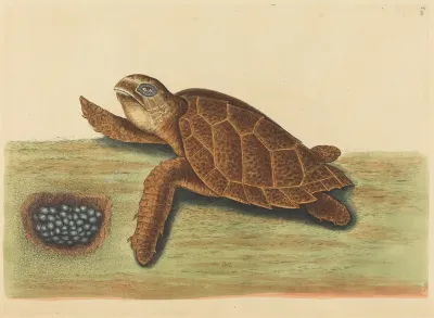 The Hawks Bill Turtle Testudo Caretta