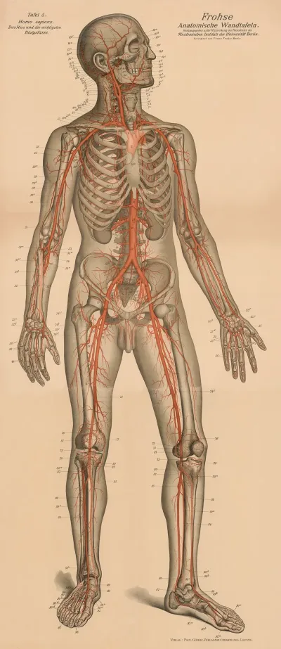 The Heart And The Main Blood Vessels