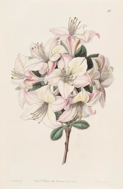 The Highclere Azalea