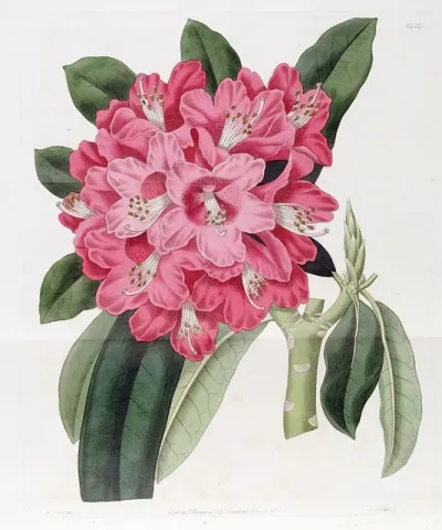 The Highclere Rhododendron
