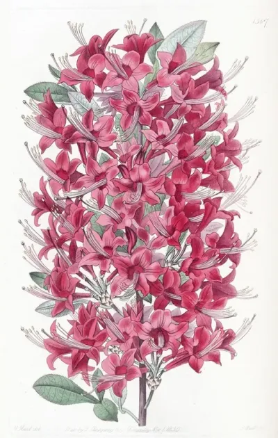 The Highclere Scarlet Azalea