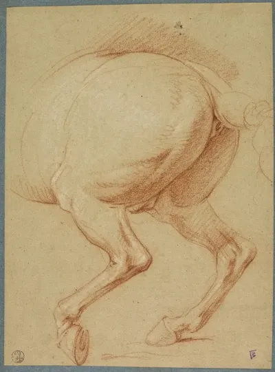 The Hind Legs Of A Horse